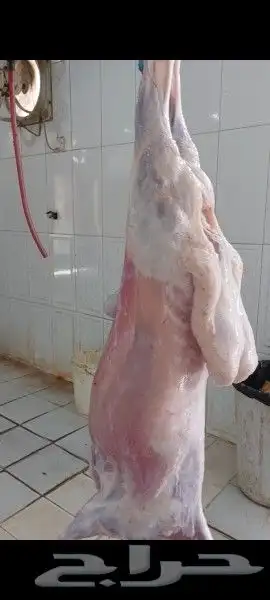 حري سواكني ذبايح الثلاجة وطبخ مع التوصيل 9