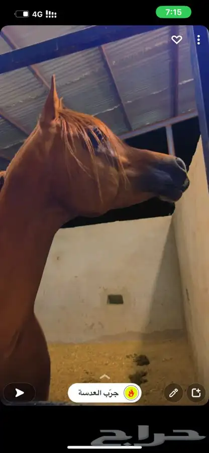 مربط واسطبل شموخ الاصايل - ايواء عسف تدريب 6