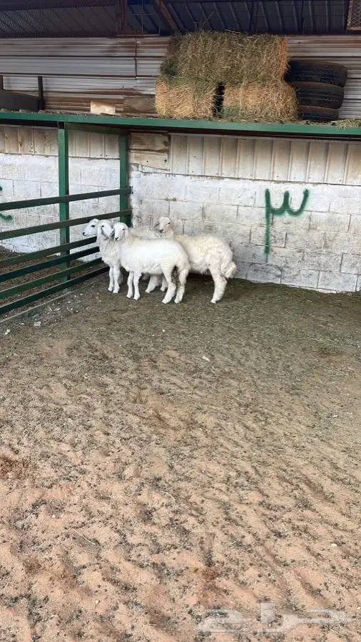 ذبائح طيبات 0