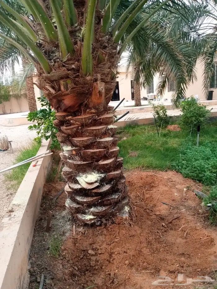 توريد وتكريب وقلع وغرس جميع انواع النخل 7