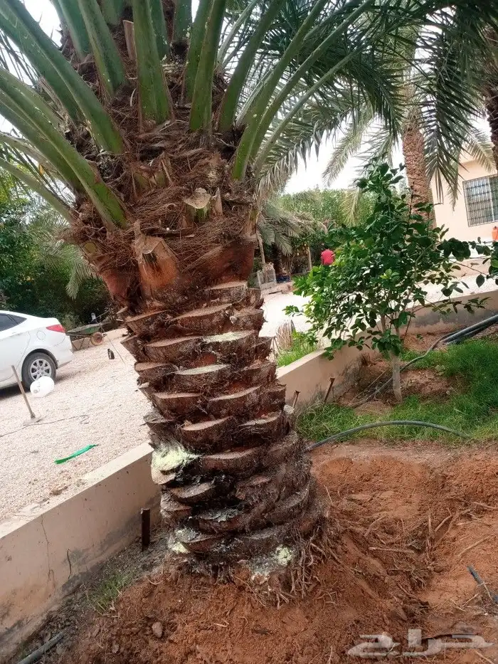 توريد وتكريب وقلع وغرس جميع انواع النخل 0