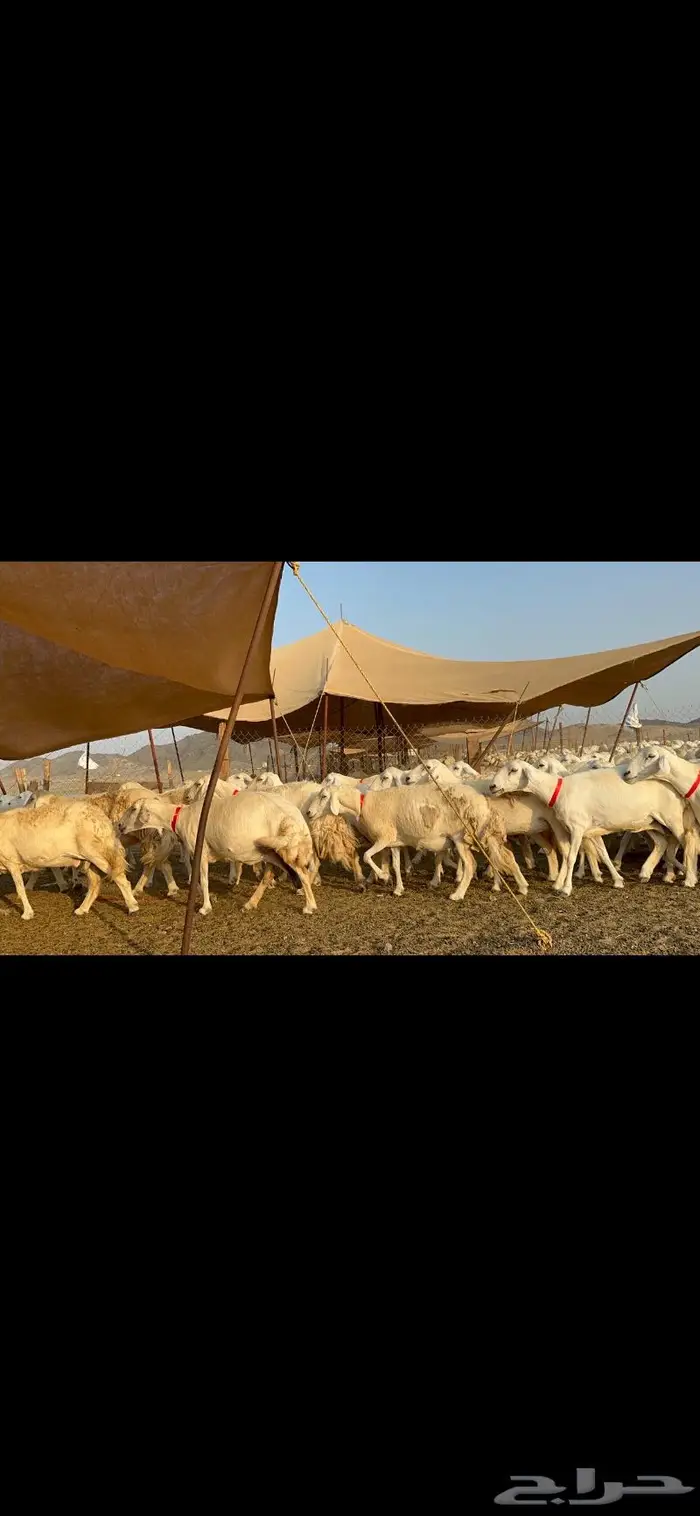 مراح غنم حرش صنف الصنف 0