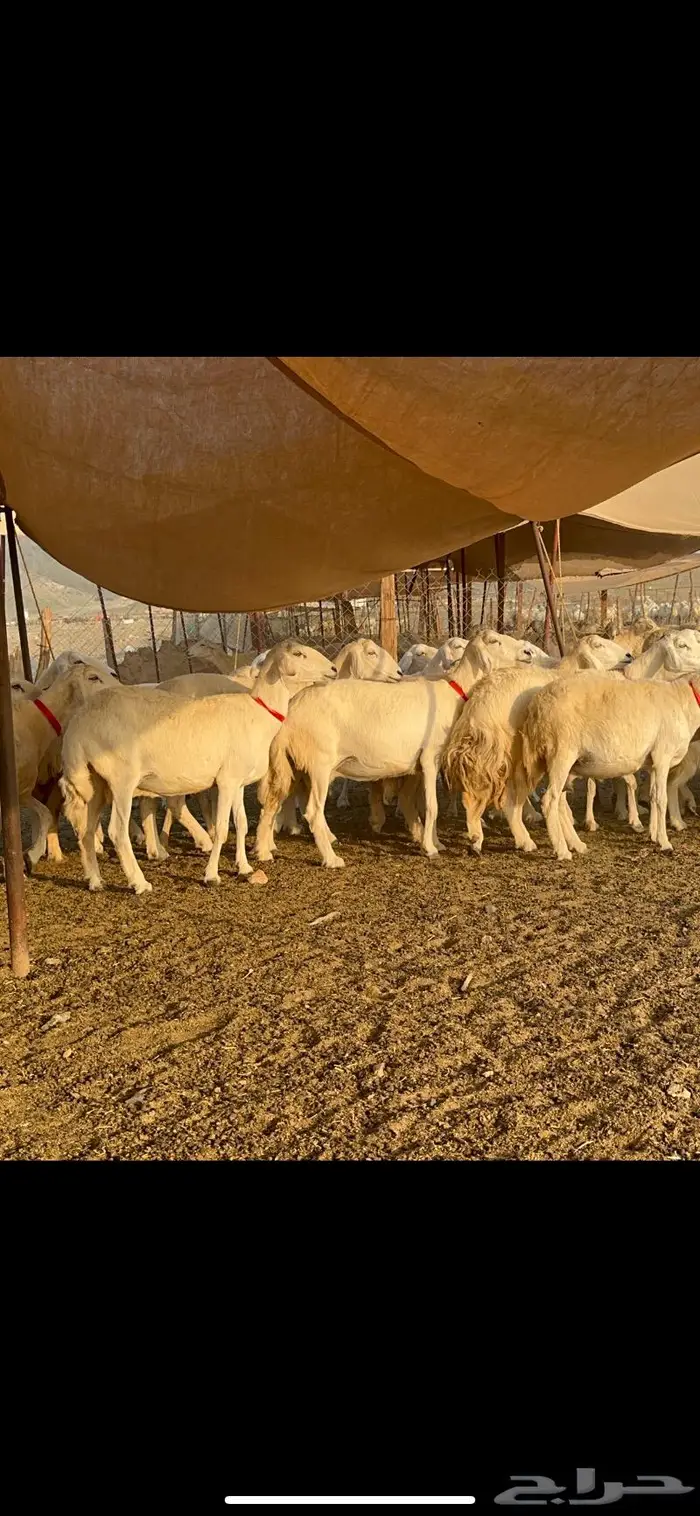 مراح غنم حرش صنف الصنف 2