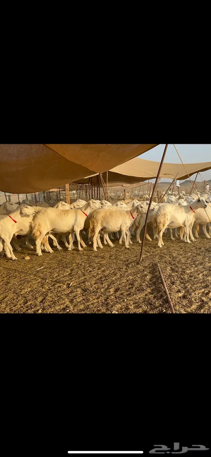 مراح غنم حرش صنف الصنف 3