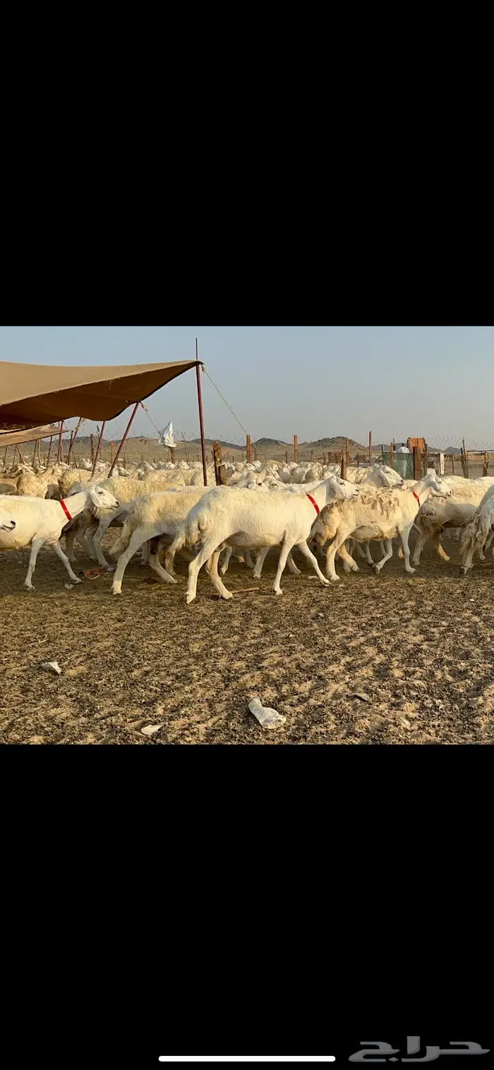 مراح غنم حرش صنف الصنف 4