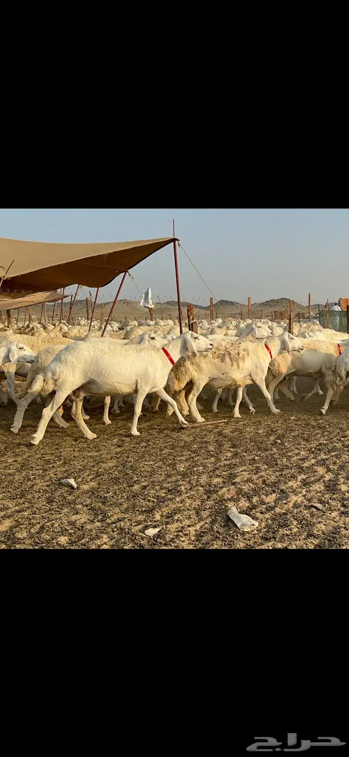 مراح غنم حرش صنف الصنف 5