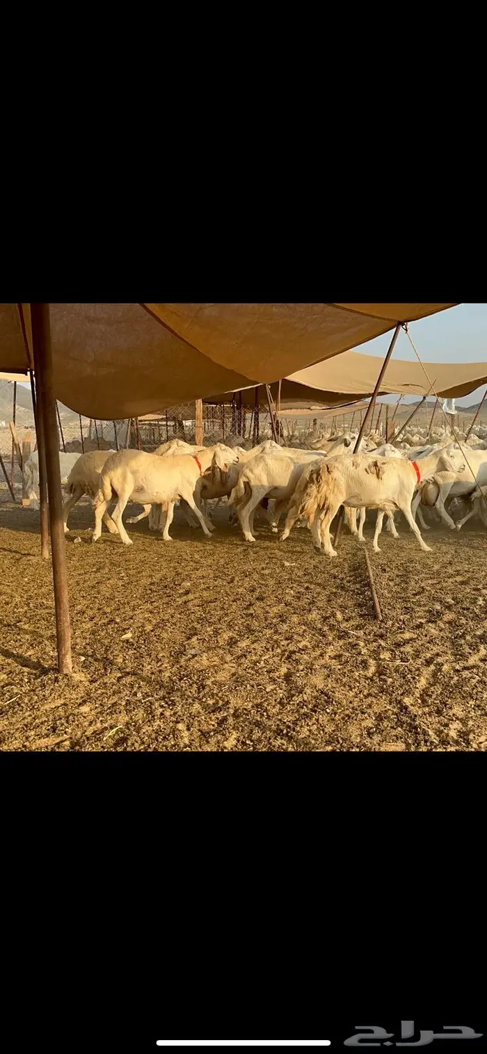 مراح غنم حرش صنف الصنف 18