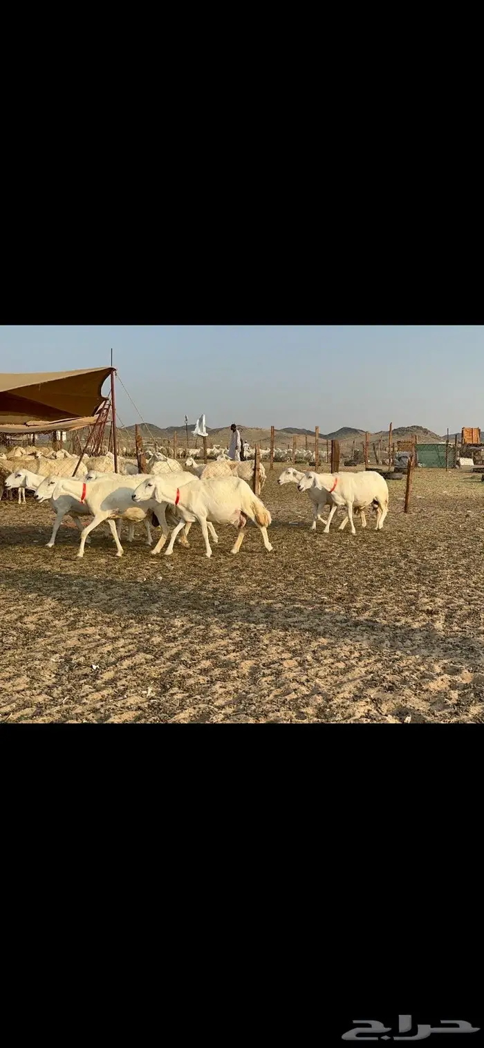 مراح غنم حرش صنف الصنف 20