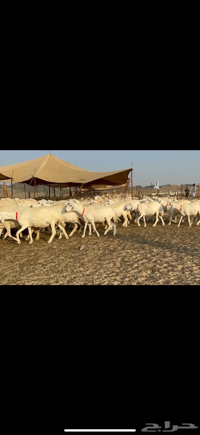 مراح غنم حرش صنف الصنف 22