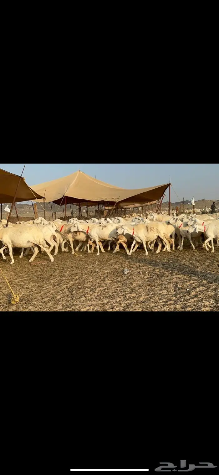 مراح غنم حرش صنف الصنف 23