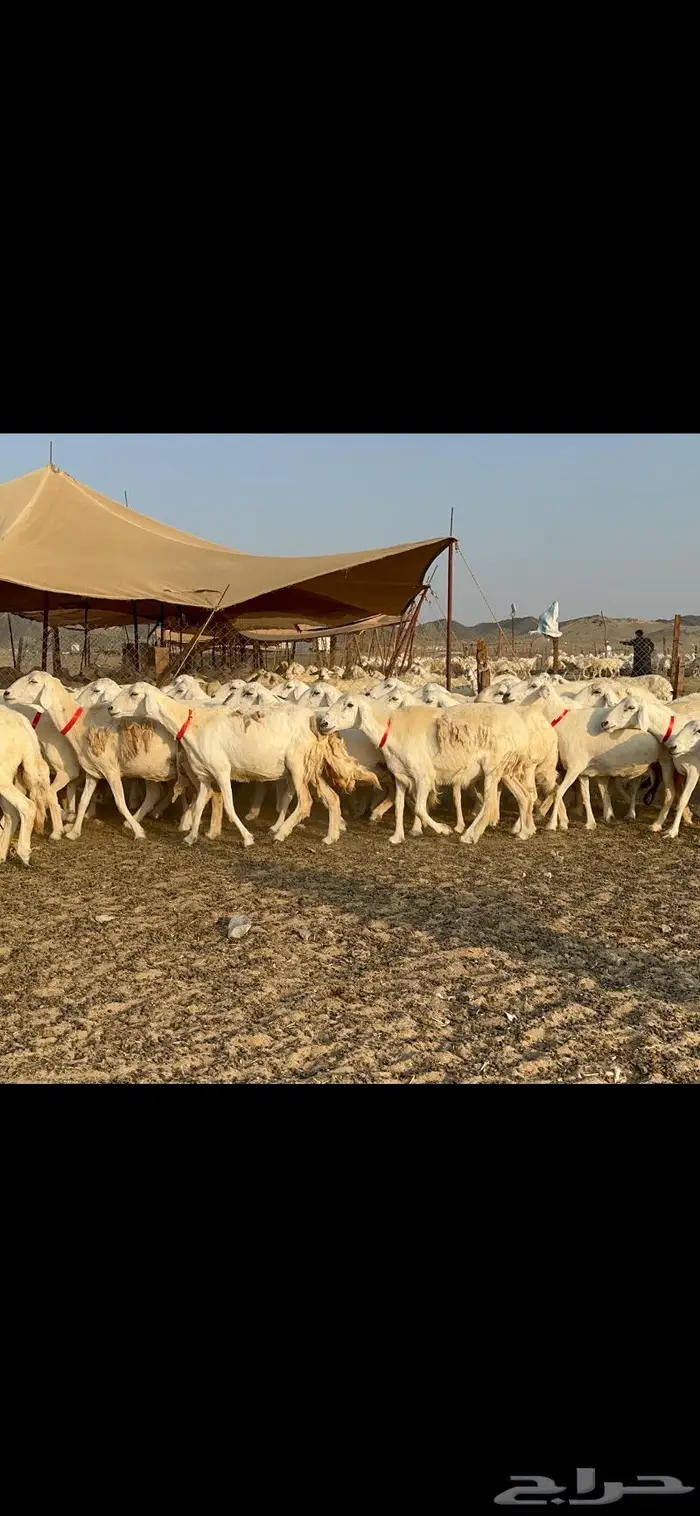 مراح غنم حرش صنف الصنف 25