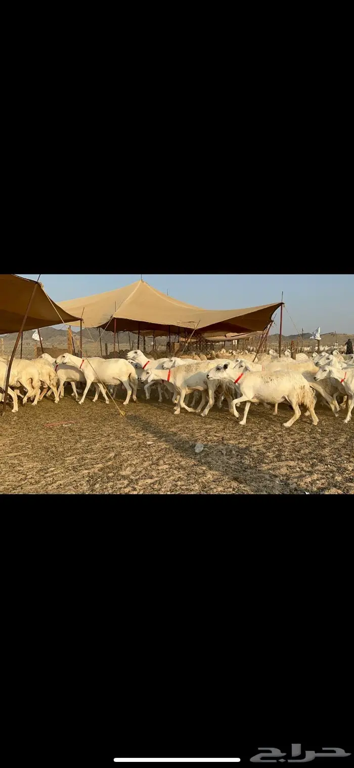 مراح غنم حرش صنف الصنف 26