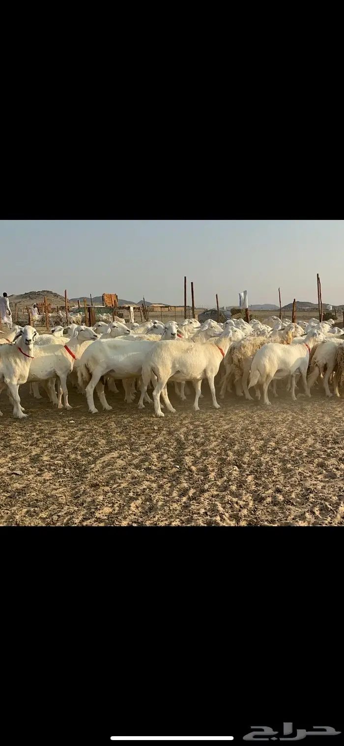 مراح غنم حرش صنف الصنف 27