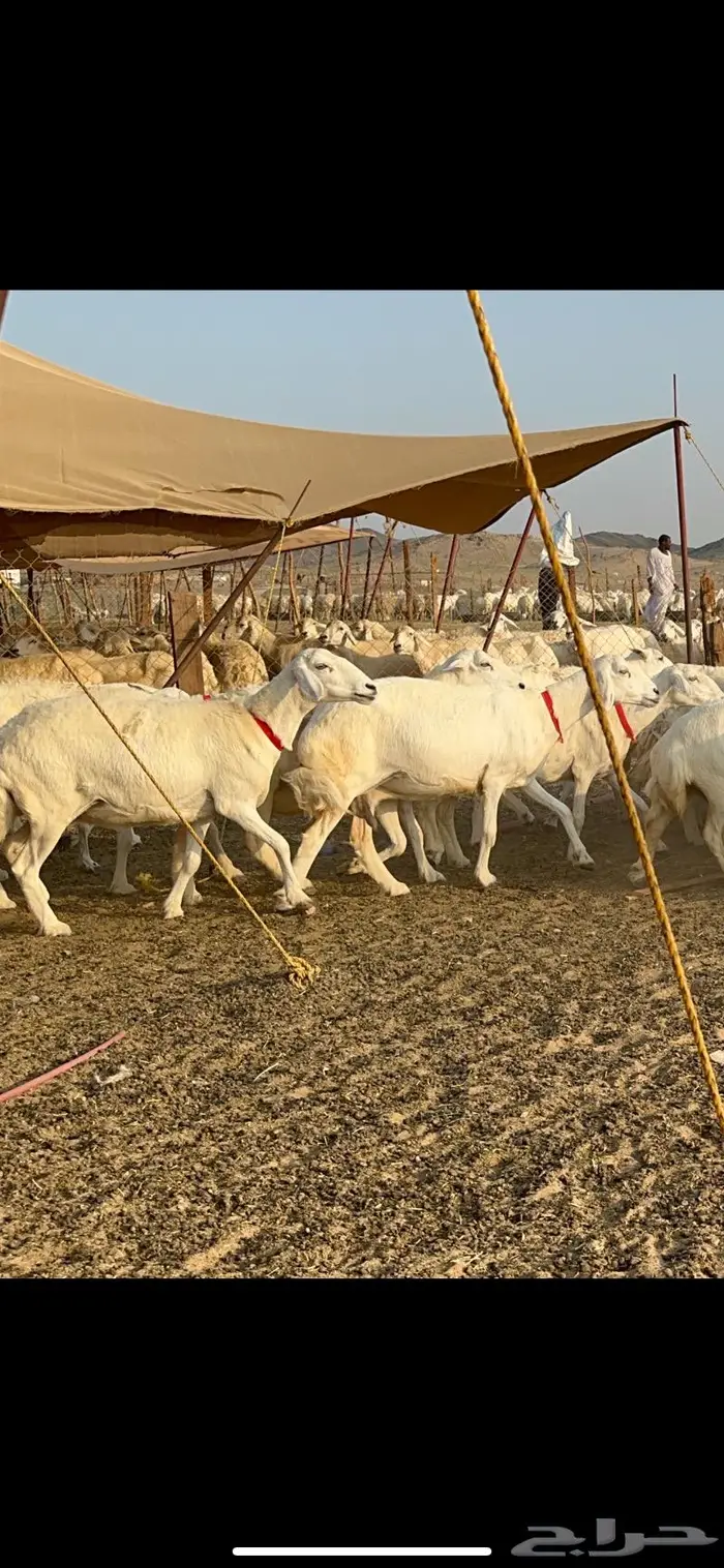 مراح غنم حرش صنف الصنف 28