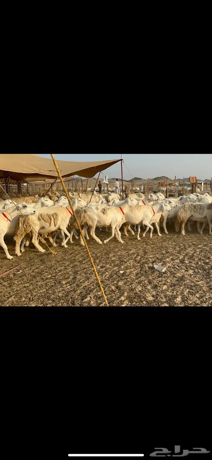 مراح غنم حرش صنف الصنف 29