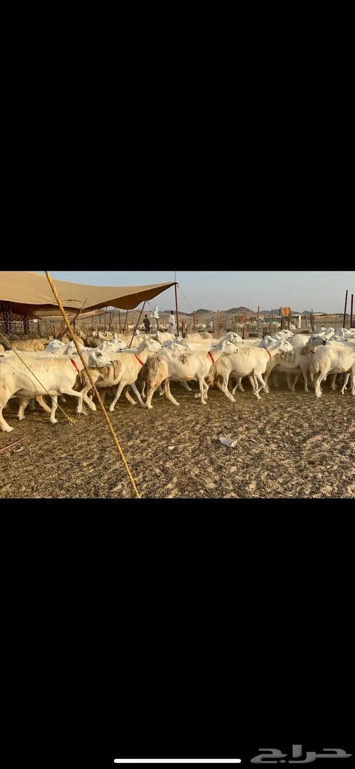 مراح غنم حرش صنف الصنف 30