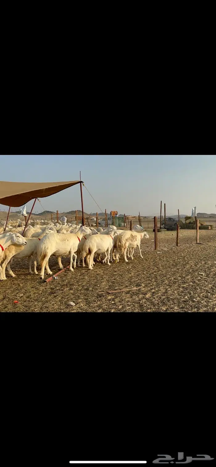 مراح غنم حرش صنف الصنف 6