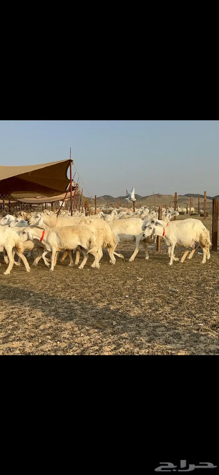 مراح غنم حرش صنف الصنف 7