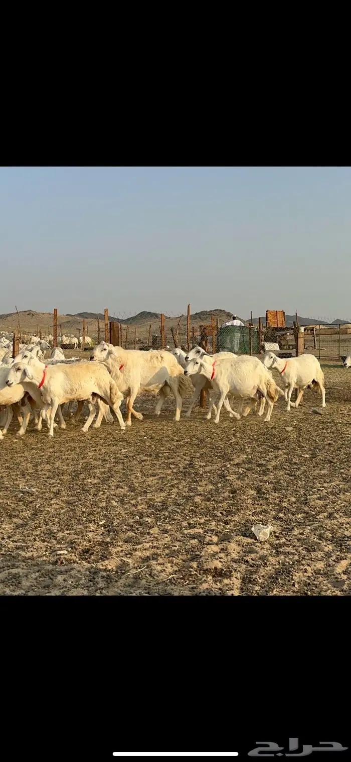 مراح غنم حرش صنف الصنف 8