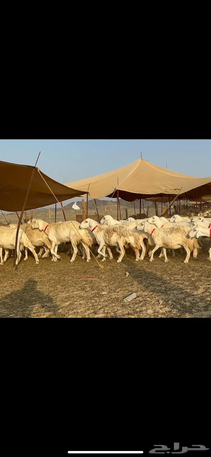 مراح غنم حرش صنف الصنف 9