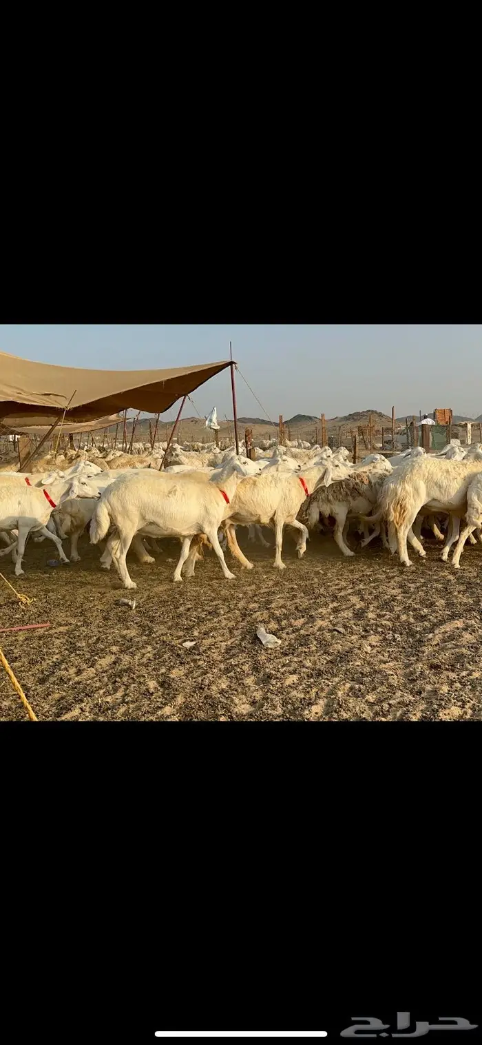 مراح غنم حرش صنف الصنف 10