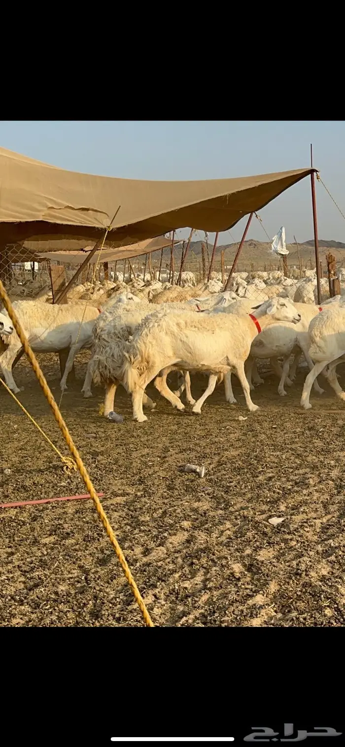 مراح غنم حرش صنف الصنف 11