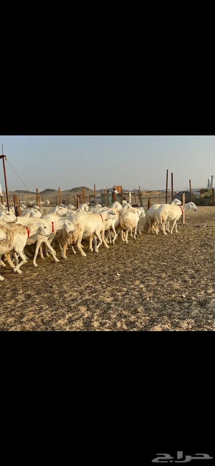 مراح غنم حرش صنف الصنف 12