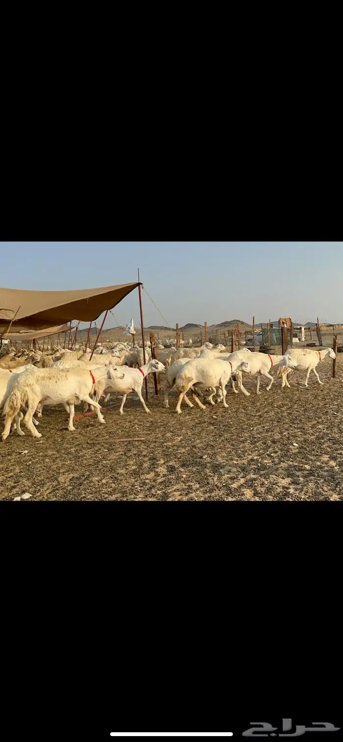 مراح غنم حرش صنف الصنف 13