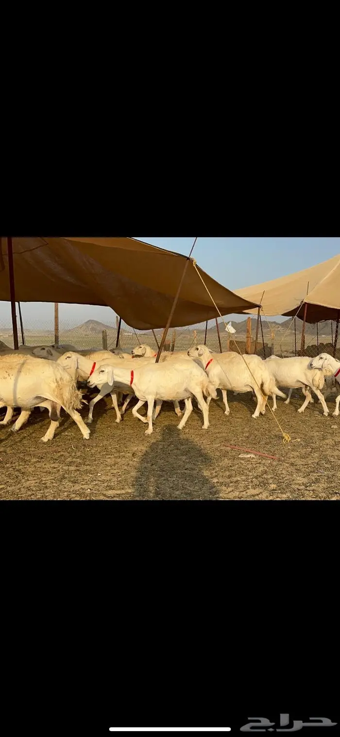 مراح غنم حرش صنف الصنف 14