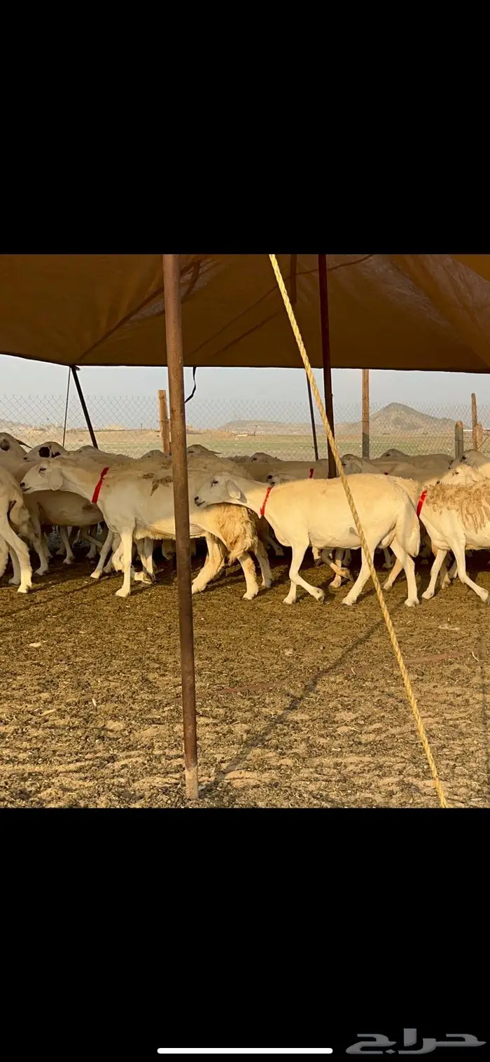 مراح غنم حرش صنف الصنف 15