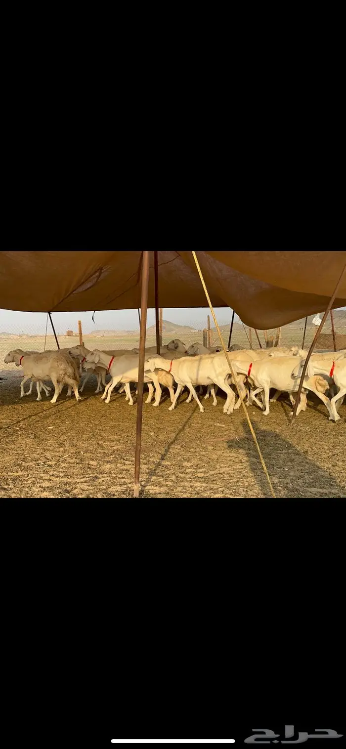 مراح غنم حرش صنف الصنف 16