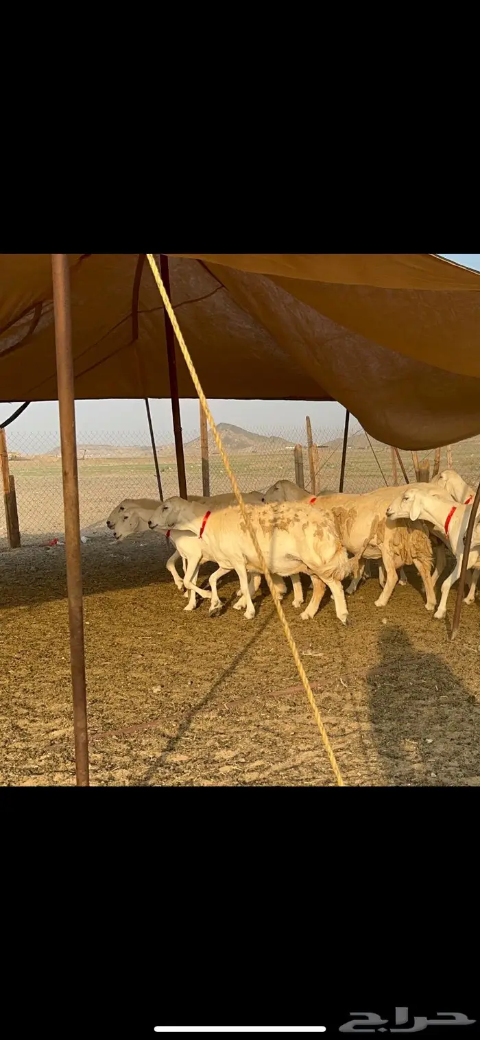 مراح غنم حرش صنف الصنف 17