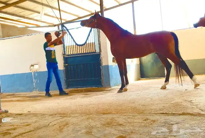 مربط واسطبل شموخ الاصايل - ايواء عسف تدريب 7