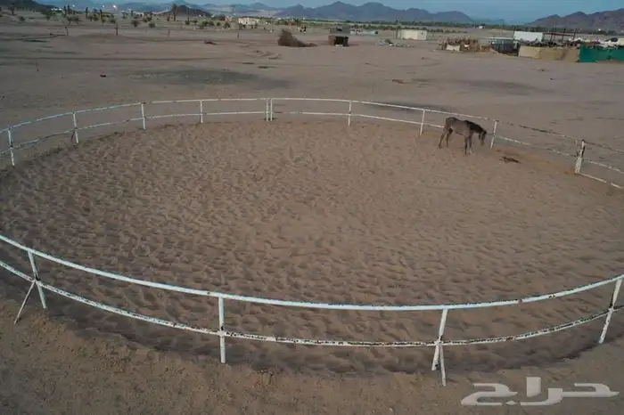 مربط واسطبل شموخ الاصايل - ايواء عسف تدريب 4