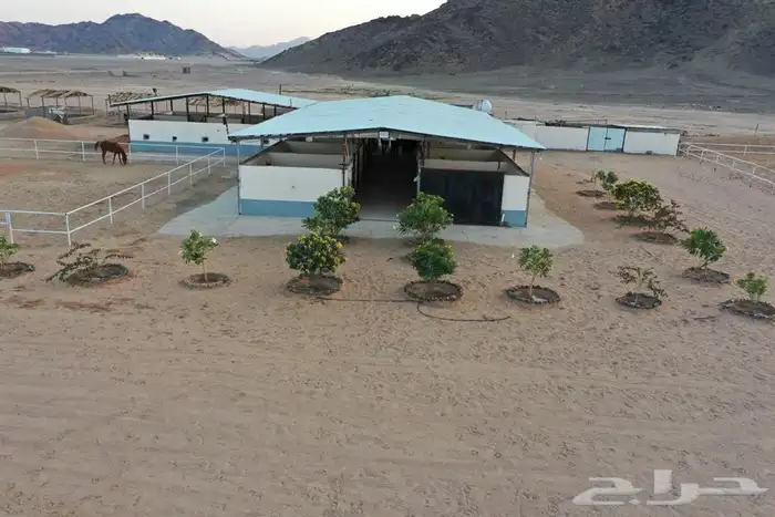 مربط واسطبل شموخ الاصايل - ايواء عسف تدريب 0