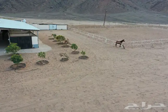 مربط واسطبل شموخ الاصايل - ايواء عسف تدريب 1