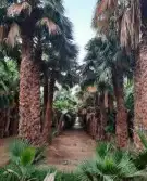 نخيل واشونطني جميع المقاسات 4