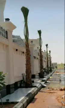 نخيل واشونطني جميع المقاسات 6