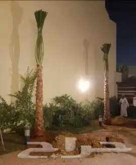 نخيل واشونطني جميع المقاسات 7