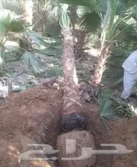 نخيل واشونطني جميع المقاسات 5