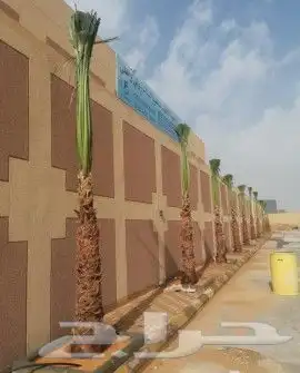 نخيل واشونطني جميع المقاسات 3