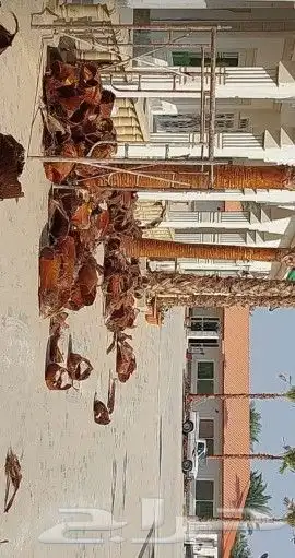 نخيل واشونطني جميع المقاسات 1