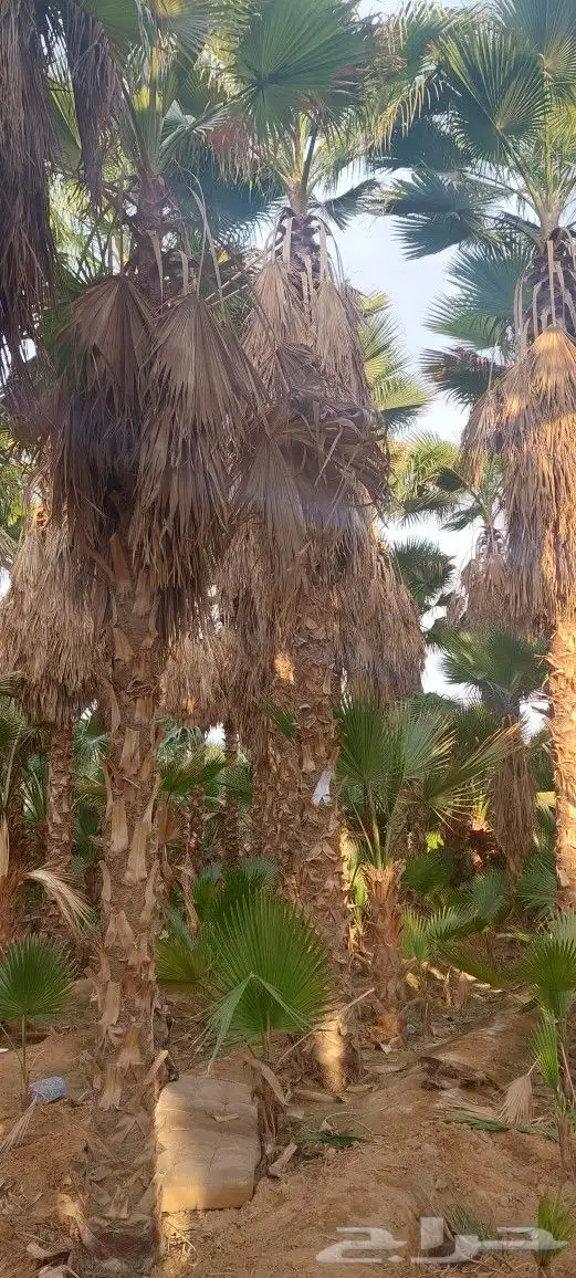 نخيل واشونطني جميع المقاسات 0