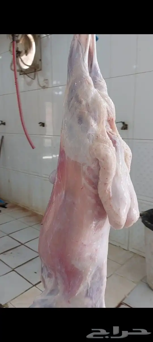 ذبايح ثلاجة مع التغليف وطبخ مع التوصيل 5
