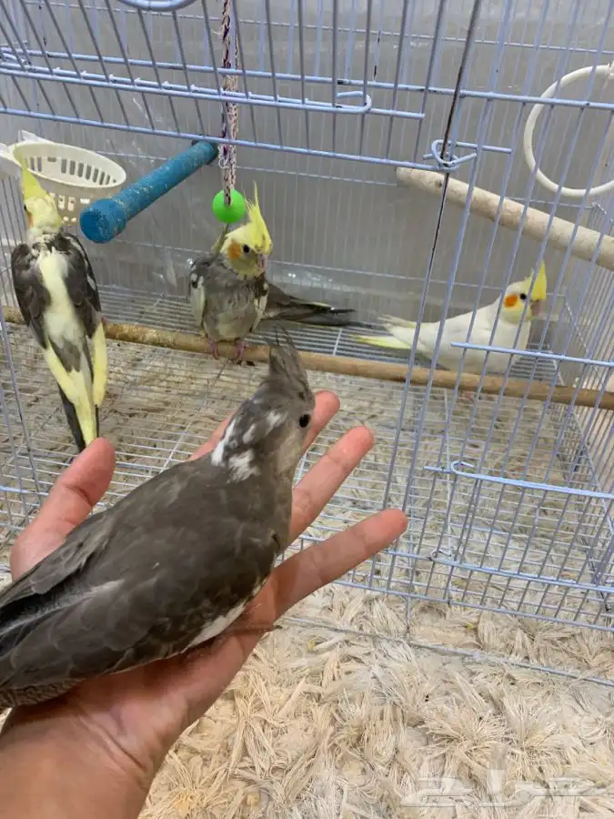 فروخ كروان هدد( البينو لاتينو هولندي 2