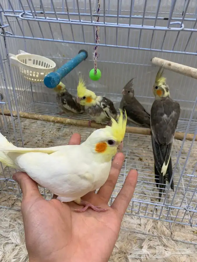 فروخ كروان هدد( البينو لاتينو هولندي 0