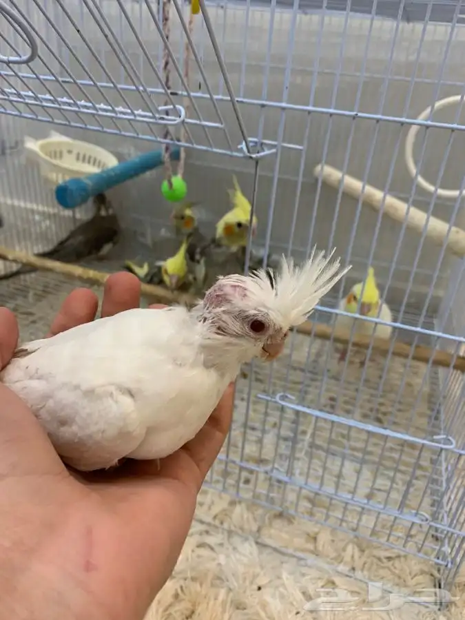 فروخ كروان هدد( البينو لاتينو هولندي 3