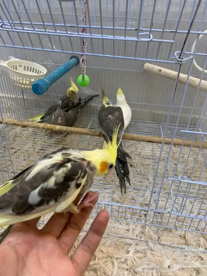 فروخ كروان هدد( البينو لاتينو هولندي 1