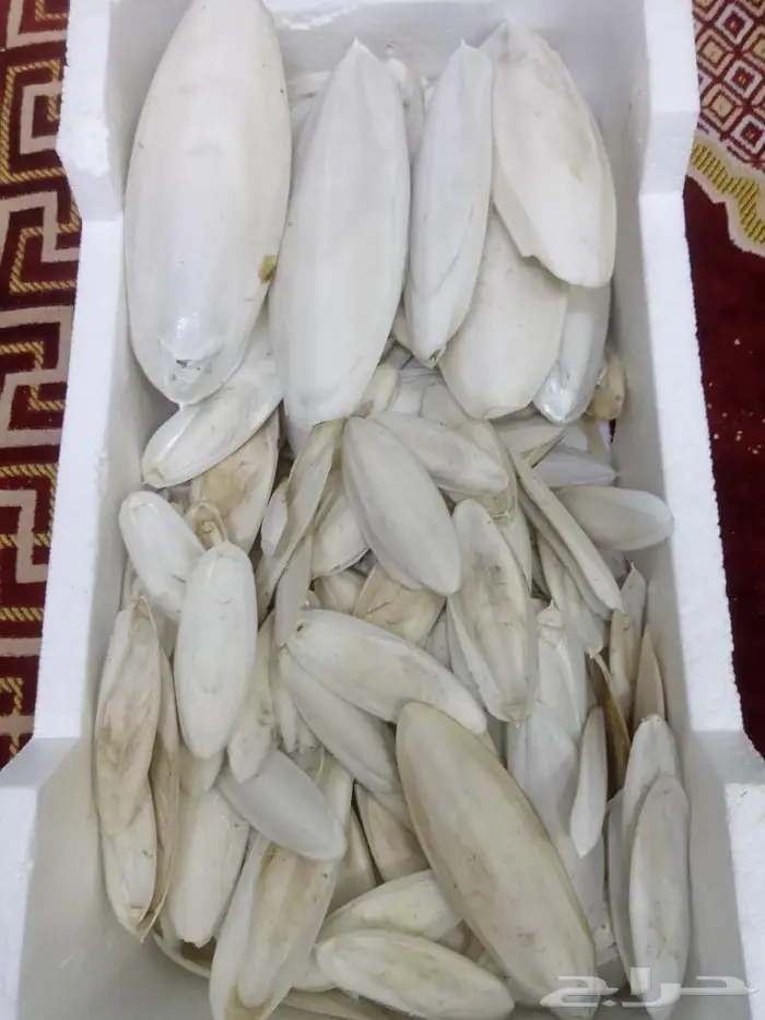متوفر حبار لجميع انواع الطيور بلكيلو حجم كبير وسط صغير 3