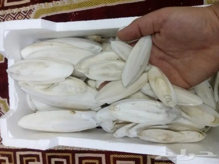 متوفر حبار لجميع انواع الطيور بلكيلو حجم كبير وسط صغير 1